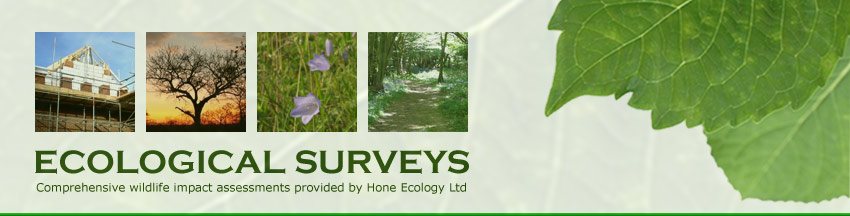 Ecological Surveys Header Graphic & Logo