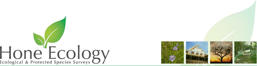 Ecological Surveys Header Graphic & Logo